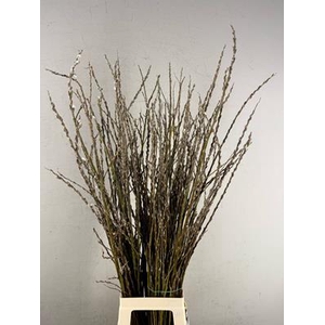 Salix Wilgenkatjes Vertakt