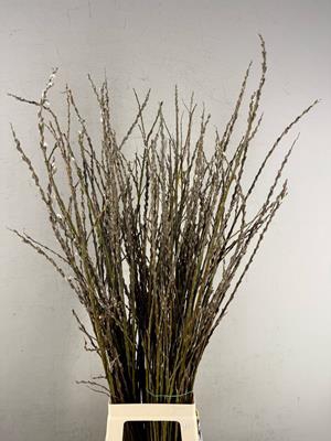<h4>Salix Wilgenkatjes Vertakt</h4>