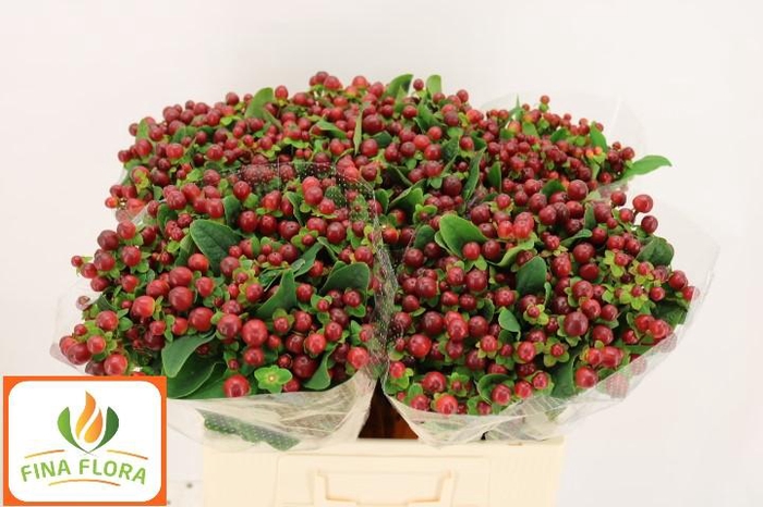 <h4>HYP MAG SEASONS</h4>