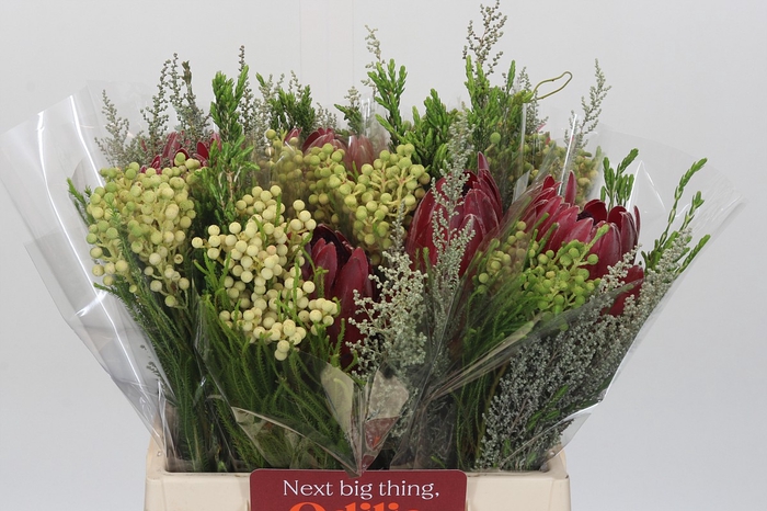 BQ Protea Sharon SFB