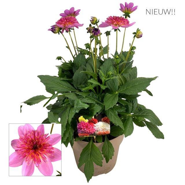 <h4>DAHL D M STARBU PINK</h4>