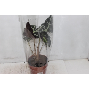 ALOCASIA POLLY P17