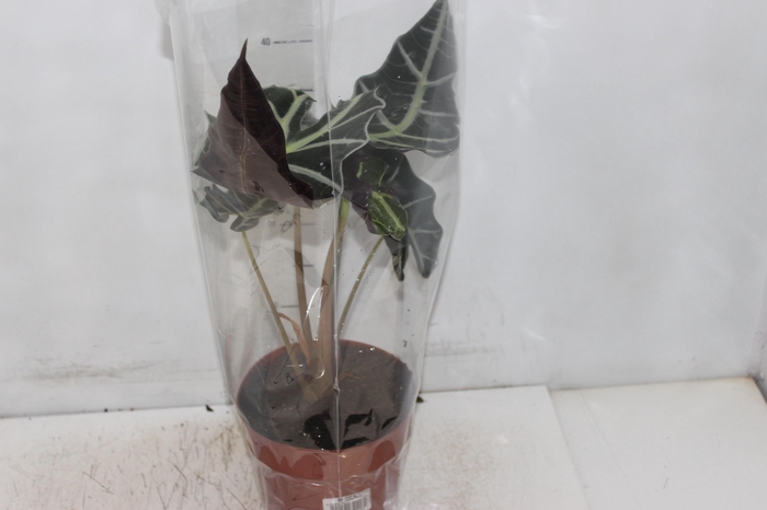 <h4>ALOCASIA POLLY P17</h4>