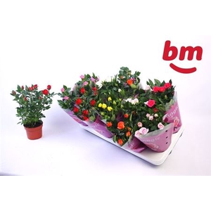 Ro B Monde Gem 7 Srt