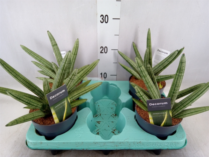 <h4>Sansevieria cyl. 'Boncel'</h4>