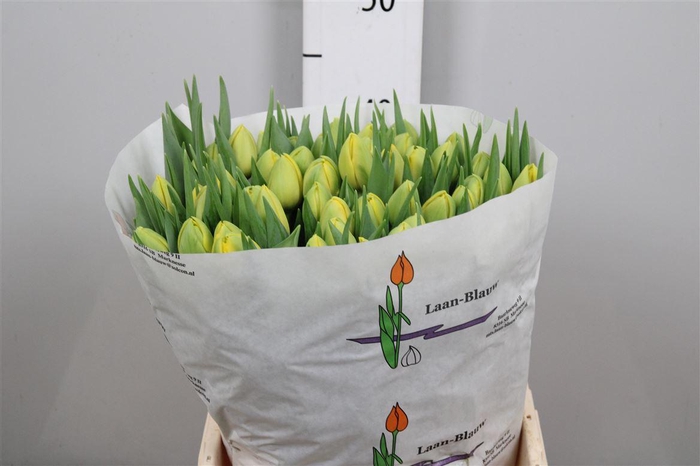 <h4>Tu Du Double Trouble</h4>