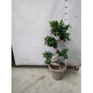 Ficus microcarpa 'Ginseng'