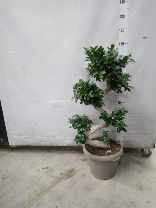 <h4>Ficus microcarpa 'Ginseng'</h4>