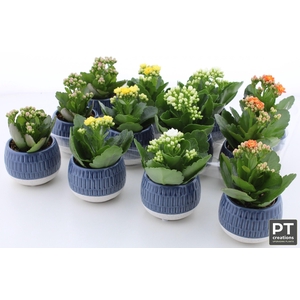 ARR KALANCHOE