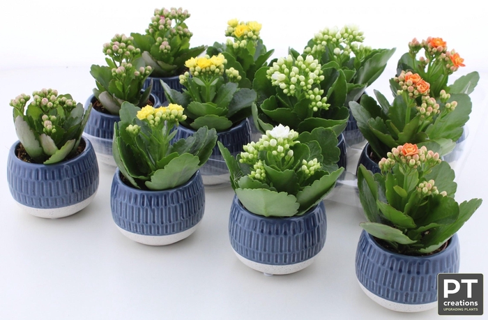 <h4>ARR KALANCHOE</h4>