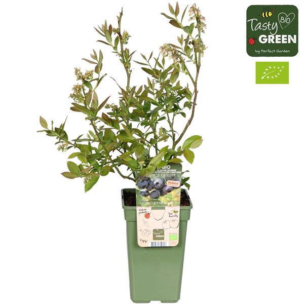 <h4>Vaccinium corymbosum 'Blue Dessert'® Bio P19</h4>