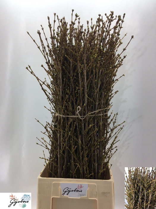 <h4>FORSY I SPECTABILIS</h4>