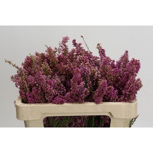 Cape Green Erica Pink