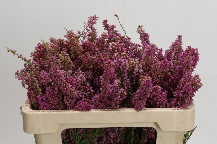 Cape Green Erica Pink