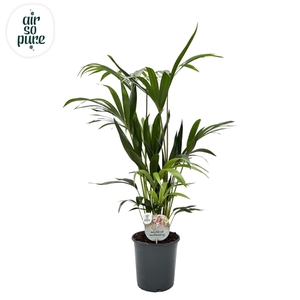 KENTIA - P21 H90 - 6PP - Air So Pure (Howea forsteriana)