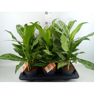 Aglaonema   ...