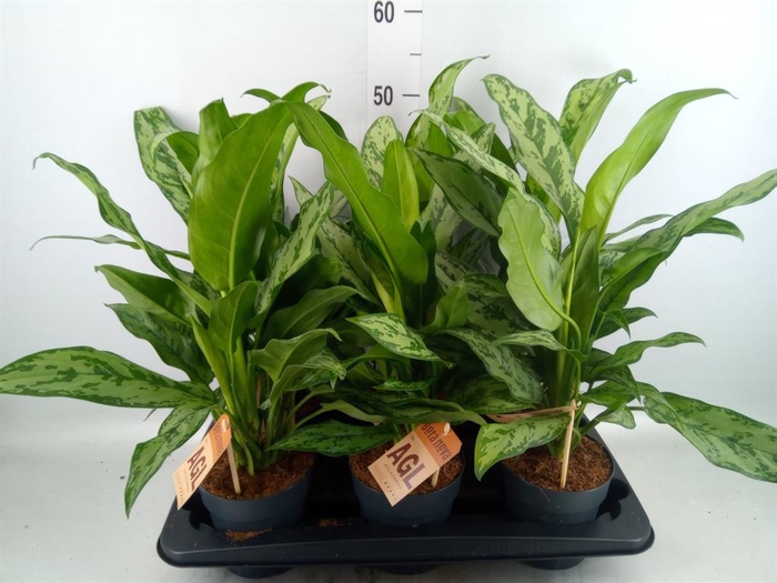 <h4>Aglaonema   ...</h4>