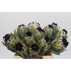 Protea Niobe