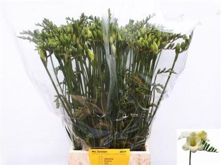 <h4>Fr En Ambassador</h4>