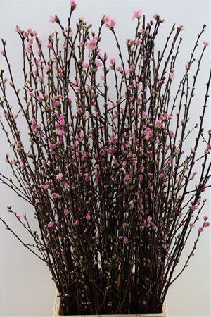 <h4>Prunus overig</h4>