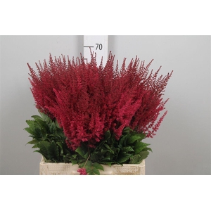 Astil Ar Paul Gaarde