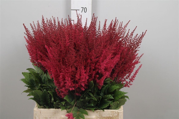 <h4>Astil Ar Paul Gaarde</h4>