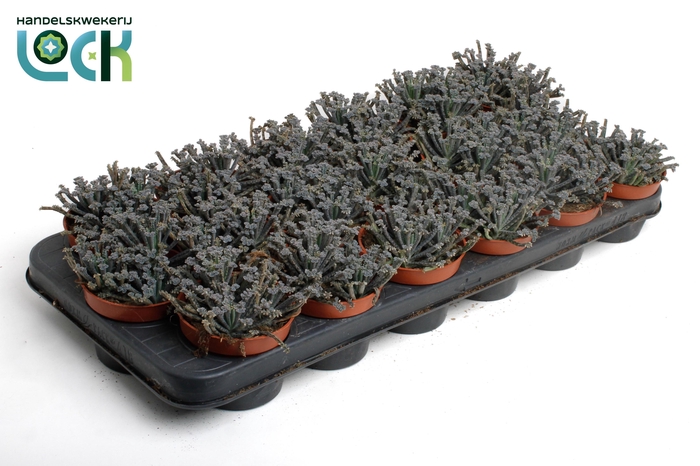 <h4>Kalanchoë Tubiflora</h4>