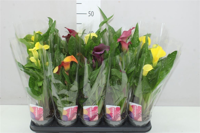 <h4>Zantedeschia Mix</h4>