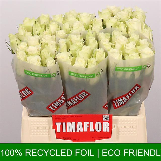 <h4>Rosa GR 'Athena'</h4>