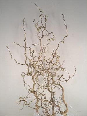 <h4>Corylus (2-jarig)</h4>