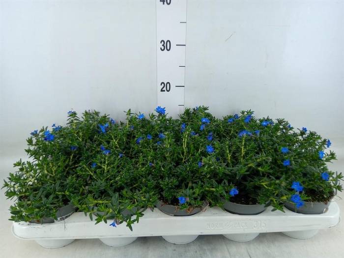 <h4>Glandora diffusa</h4>