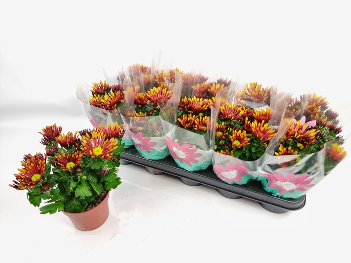 <h4>CHRYS SPLASH ENERGY</h4>