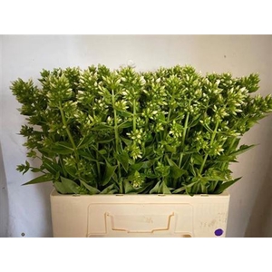 Phlox P Icecap