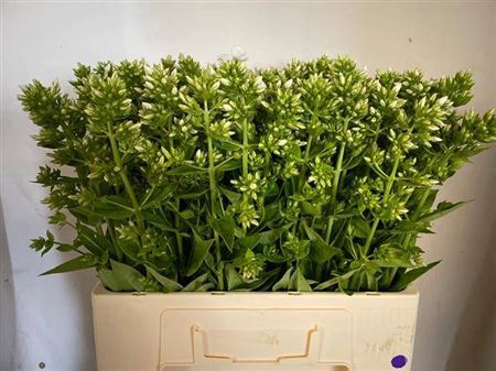<h4>Phlox P Icecap</h4>