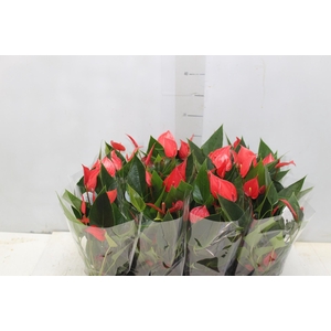 ANTHURIUM MINI MILLION PURE P09