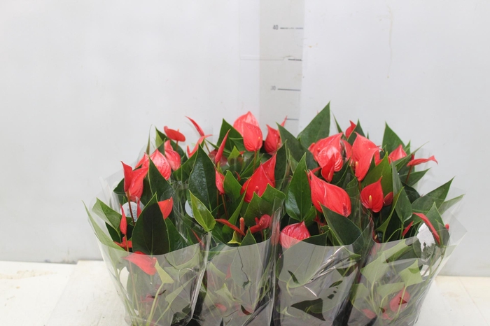 <h4>ANTHURIUM MINI MILLION PURE P09</h4>