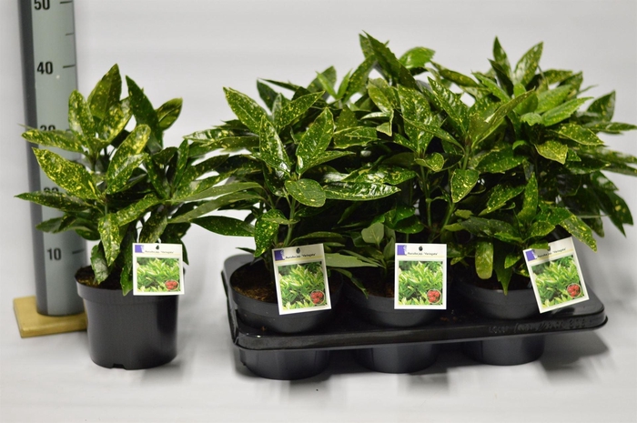 <h4>Aucuba japonica 'Variegata'</h4>