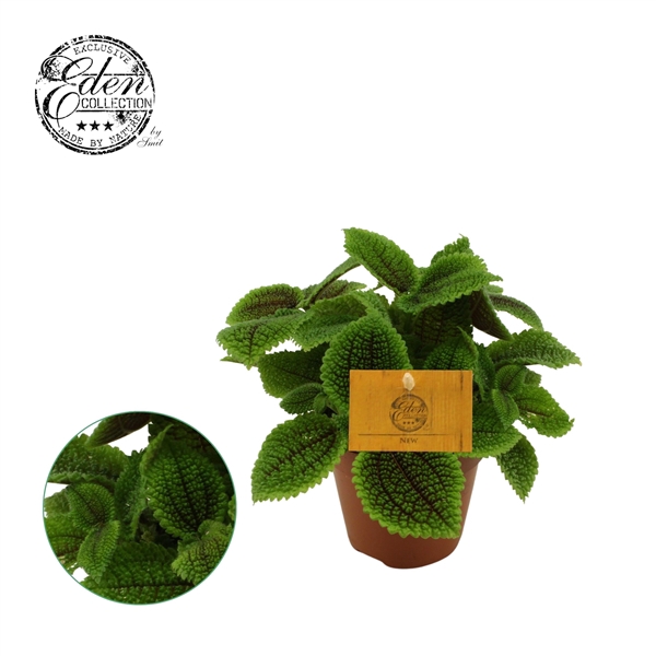 <h4>Pilea Moon valley, 12cm</h4>