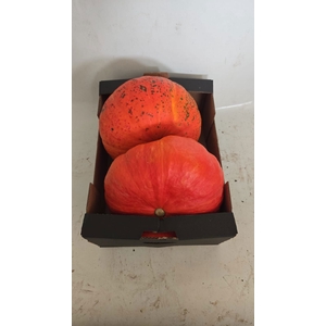 CUCURBITA