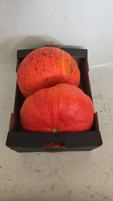 <h4>CUCURBITA</h4>