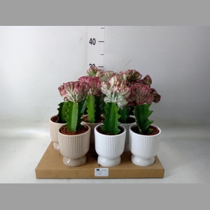 Euphorbia lactea 'Cristata'