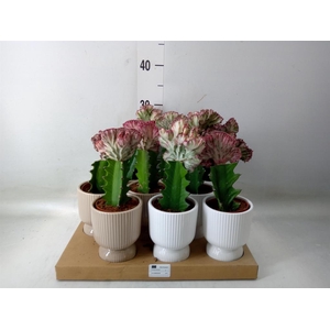 Euphorbia lactea 'Cristata'