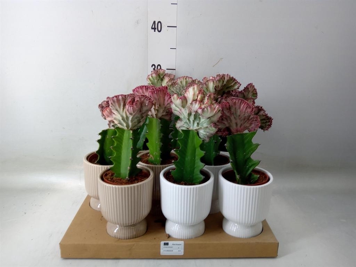 <h4>Euphorbia lactea 'Cristata'</h4>