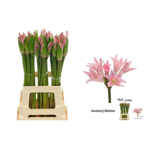 Amarcrinum