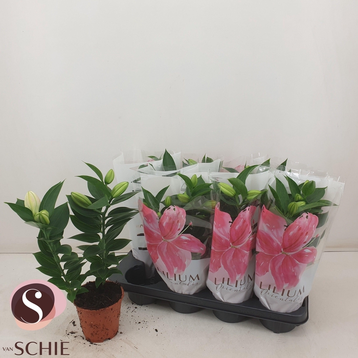 <h4>LIL OR SOUVENIR</h4>