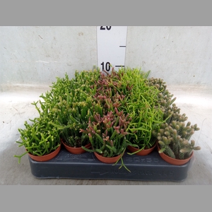 Rhipsalis   ...mix