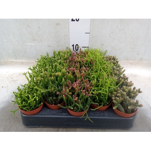 Rhipsalis   ...mix