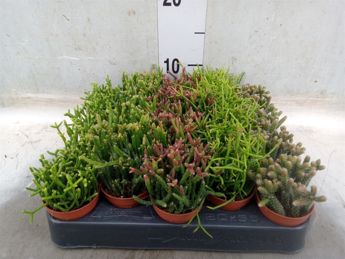 <h4>Rhipsalis   ...mix</h4>