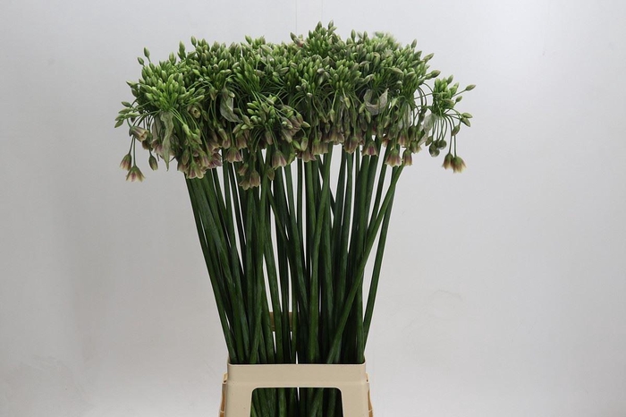 <h4>Nectaroscordum siculum ssp. bu</h4>