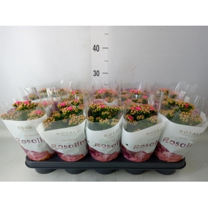 Kalanchoe blos. 'RosDon Nando'